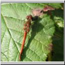 Sympetrum striolatum - Grosse Heidelibelle m10.jpg
